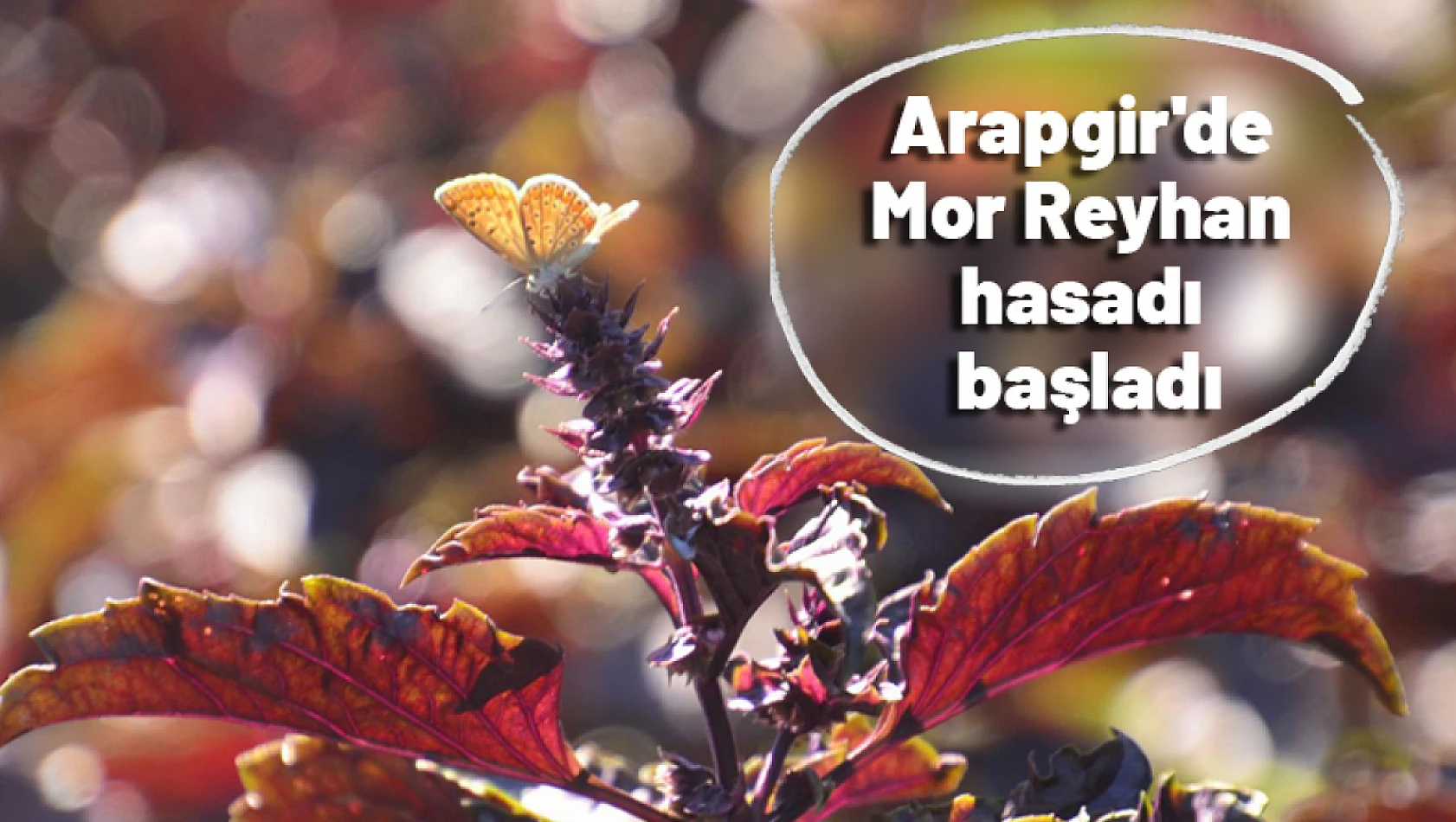 Arapgir'de Mor Reyhan hasadı başladı...