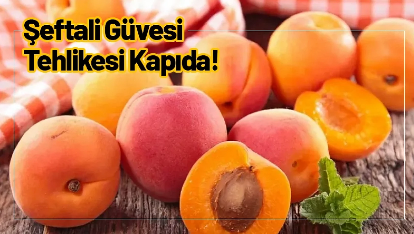 Şeftali Güvesi Tehlikesi Kapıda!