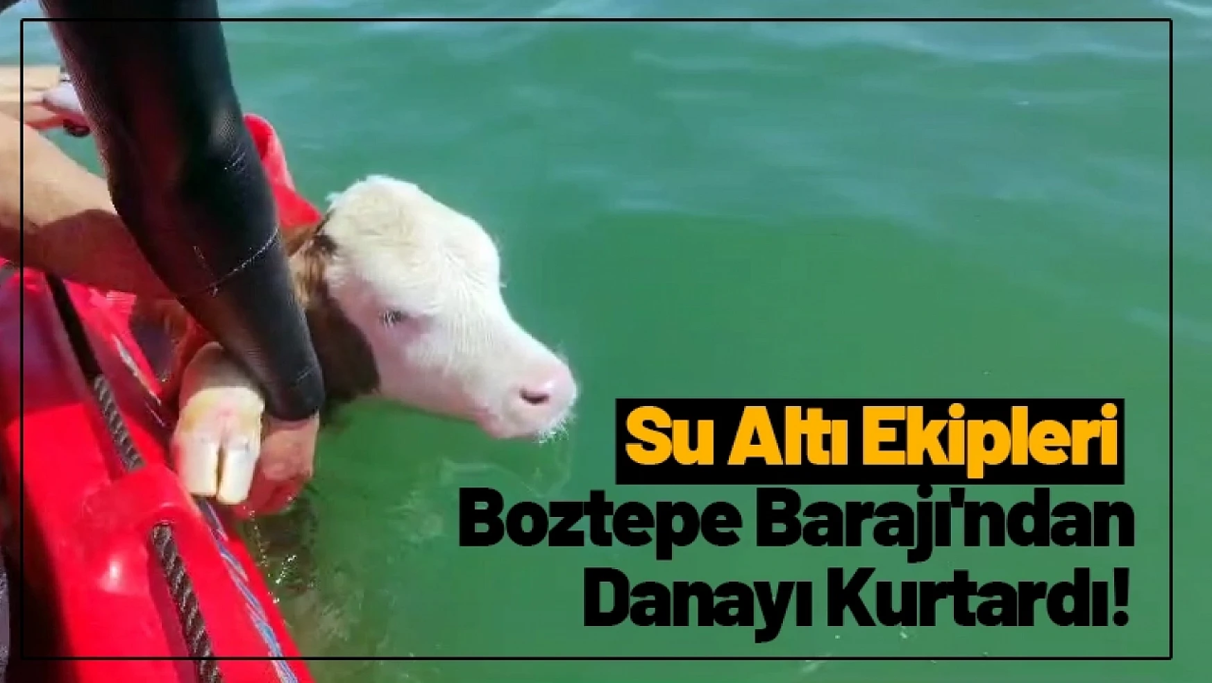 Su Altı Ekipleri Boztepe Barajı'ndan Danayı Kurtardı!