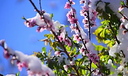 Yeşilyurt'tan Kar Ve Çiçek