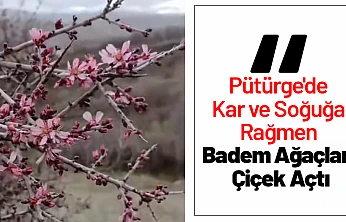Pütürge'de Kar ve Soğuğa Rağmen Badem Ağaçları Çiçek Açtı