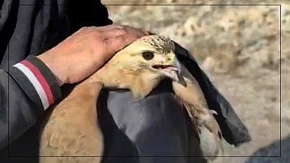 Kanadı Kırık Kızıl Şahin İçin Seferber Oldular