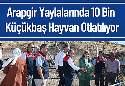 Arapgir Yaylalarında 10 Bin Küçükbaş Hayvan Otlatılıyor