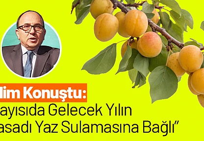 Bilim Konuştu: Kayısıda Gelecek Yılın Hasadı Yaz Sulamasına Bağlı