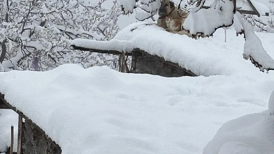 Karın Ortasında Sıcacık Bir Dostluk: Kedi ve Köpeğin Yürek Isıtan Hikayesi