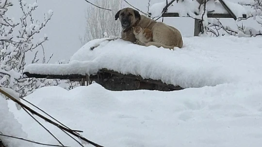 Karın Ortasında Sıcacık Bir Dostluk: Kedi ve Köpeğin Yürek Isıtan Hikayesi