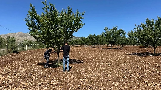 Malatya'da Şarka Virüsü Taraması: 154 Numune İncelendi