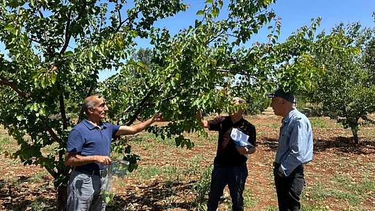 Malatya'da Şarka Virüsü Taraması: 154 Numune İncelendi