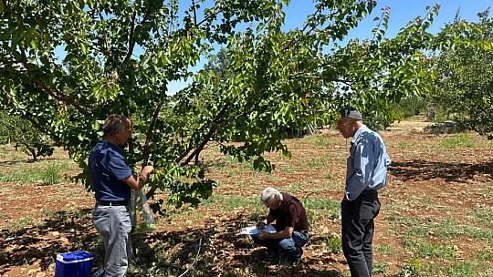 Malatya'da Şarka Virüsü Taraması: 154 Numune İncelendi