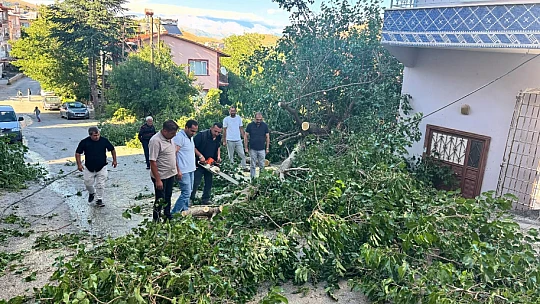 Arapgir'de Fırtına Ağaçları Devrdi, Hatlar Zarar Gördü