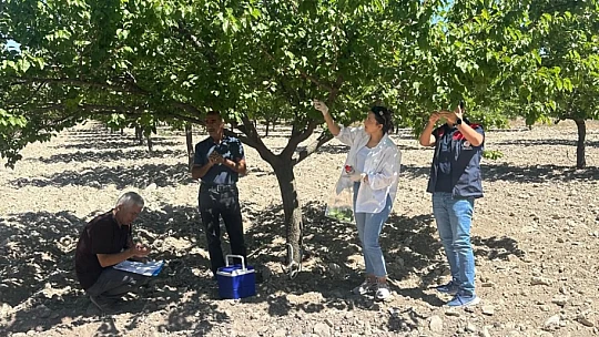 Malatya'da Şarka Virüsü Taraması: 154 Numune İncelendi