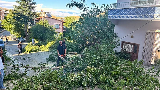 Arapgir'de Fırtına Ağaçları Devrdi, Hatlar Zarar Gördü