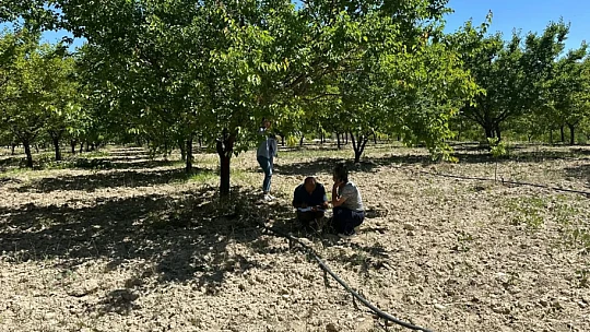 Malatya'da Şarka Virüsü Taraması: 154 Numune İncelendi