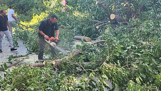 Arapgir'de Fırtına Ağaçları Devrdi, Hatlar Zarar Gördü