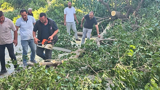 Arapgir'de Fırtına Ağaçları Devrdi, Hatlar Zarar Gördü