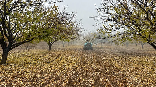 Kayısı Bahçelerinde Sonbahar Bakımı: Müdürlükten Kritik Uyarılar