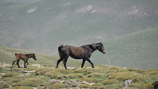 Anadolu'nun Vahşi Ruhu: Yama Dağı'nda Yılkı Atları Şovu