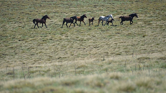 Anadolu'nun Vahşi Ruhu: Yama Dağı'nda Yılkı Atları Şovu