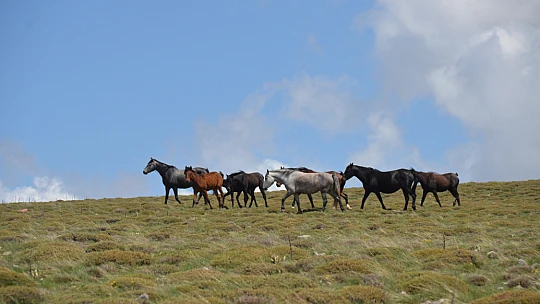 Anadolu'nun Vahşi Ruhu: Yama Dağı'nda Yılkı Atları Şovu