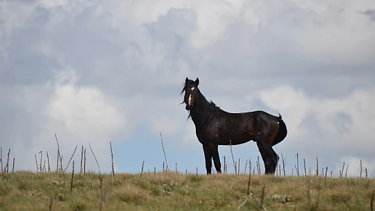 Anadolu'nun Vahşi Ruhu: Yama Dağı'nda Yılkı Atları Şovu