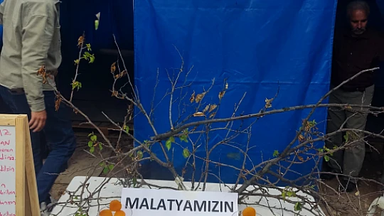 Kayısı İçin Taziye Çadırı: 'Malatya'mızın Başı Sağ Olsun'