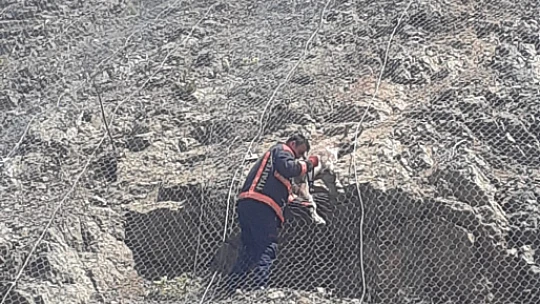 Pütürge'de Tellere Sıkışan Dağ Keçileri Kurtarıldı