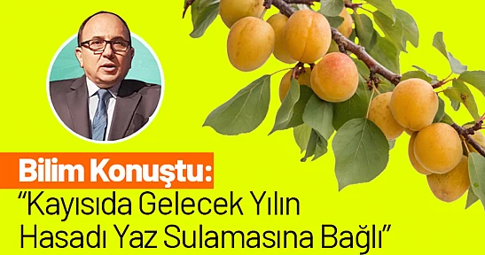 Bilim Konuştu: Kayısıda Gelecek Yılın Hasadı Yaz Sulamasına Bağlı