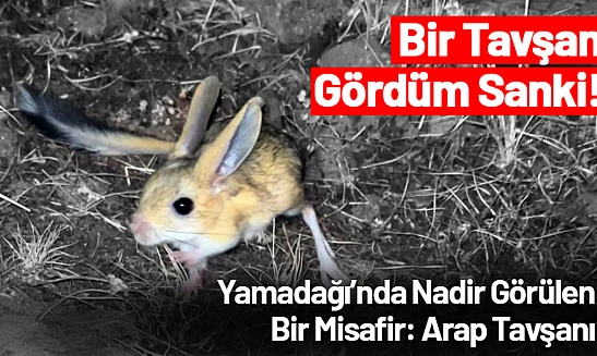 Yamadağı'nda Nadir Görülen Bir Misafir: Arap Tavşanı