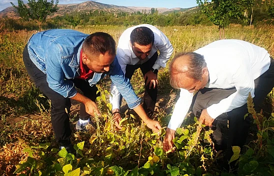 Arguvan Fasulyeleri Ekim Ayında Soframızda...