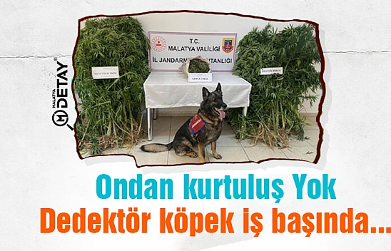 Dedektör köpek iş başında...