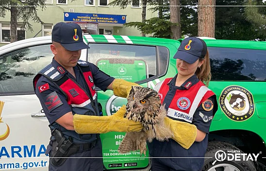 Yaralı baykuş emin ellerde...