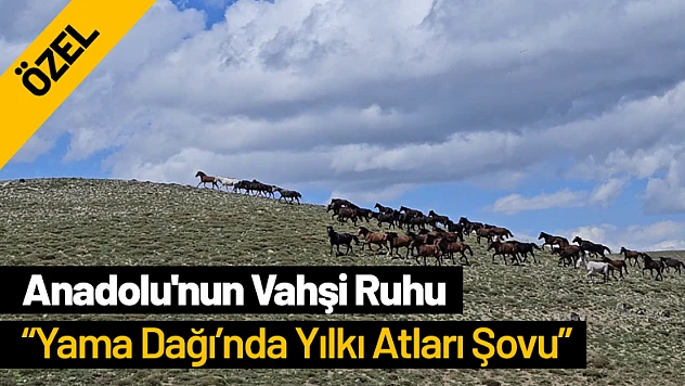 Anadolu'nun Vahşi Ruhu: Yama Dağı'nda Yılkı Atları Şovu