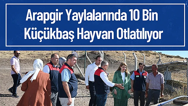 Arapgir Yaylalarında 10 Bin Küçükbaş Hayvan Otlatılıyor