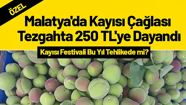Malatya'da Kayısı Çağlası Tezgahta 250 TL'ye Dayandı