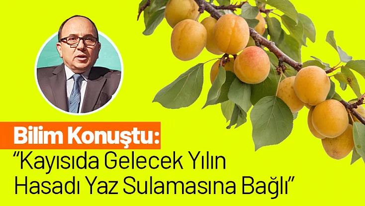 Bilim Konuştu: Kayısıda Gelecek Yılın Hasadı Yaz Sulamasına Bağlı