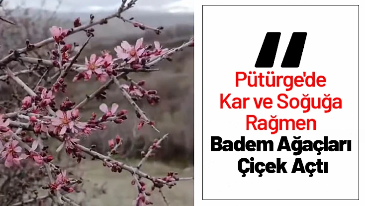 Pütürge'de Kar ve Soğuğa Rağmen Badem Ağaçları Çiçek Açtı