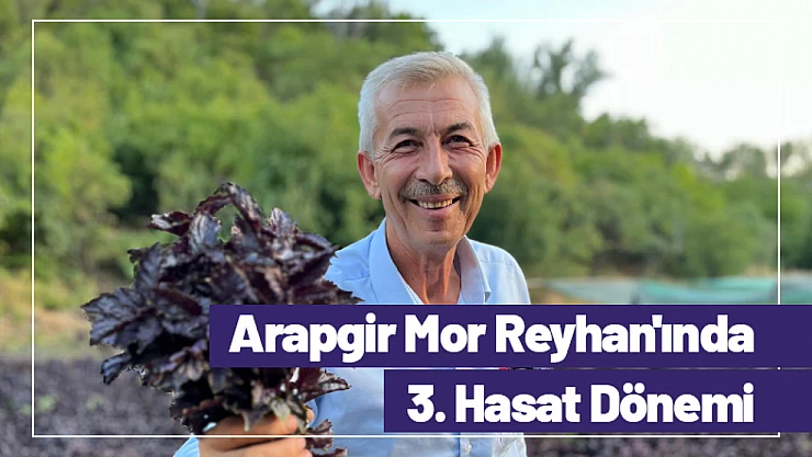 Arapgir Mor Reyhan'ında 3. Hasat Dönemi