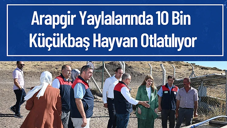 Arapgir Yaylalarında 10 Bin Küçükbaş Hayvan Otlatılıyor