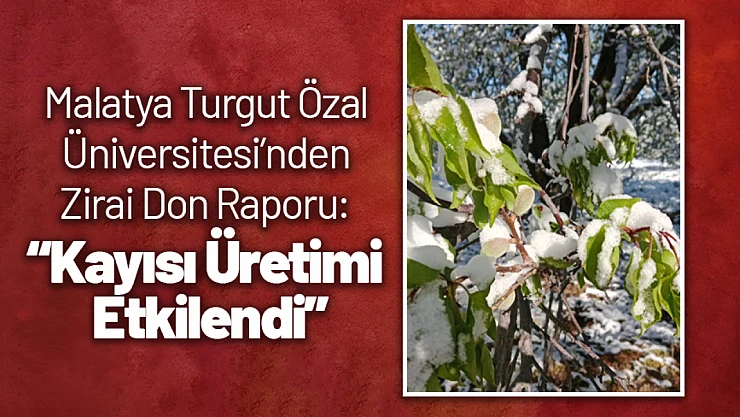 Malatya Turgut Özal Üniversitesi'nden Zirai Don Raporu: Kayısı Üretimi Etkilendi
