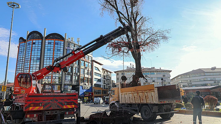 'Tek Ağaç' zamana yenik düştü.