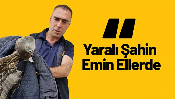 Yaralı Şahin Emin Ellerde...