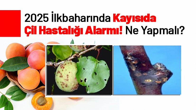 2025 İlkbaharında Kayısıda Çil Hastalığı Alarmı! Ne Yapmalı?