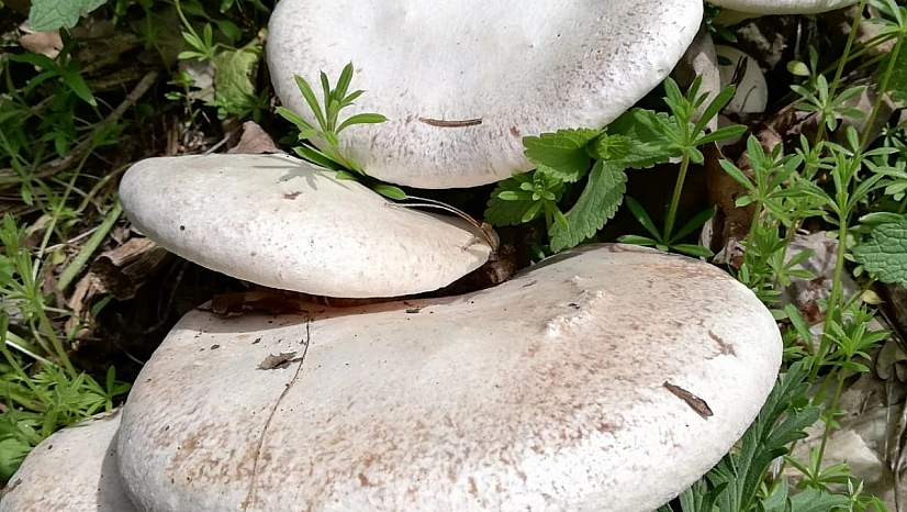 Dağ Mantarın (Göbelek) Faydaları Nelerdir?