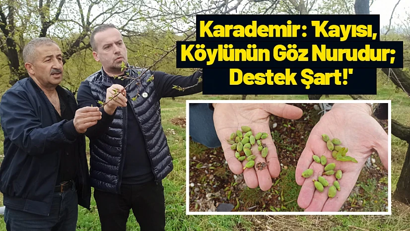 Karademir: 'Kayısı, Köylünün Göz Nurudur Destek Şart!'