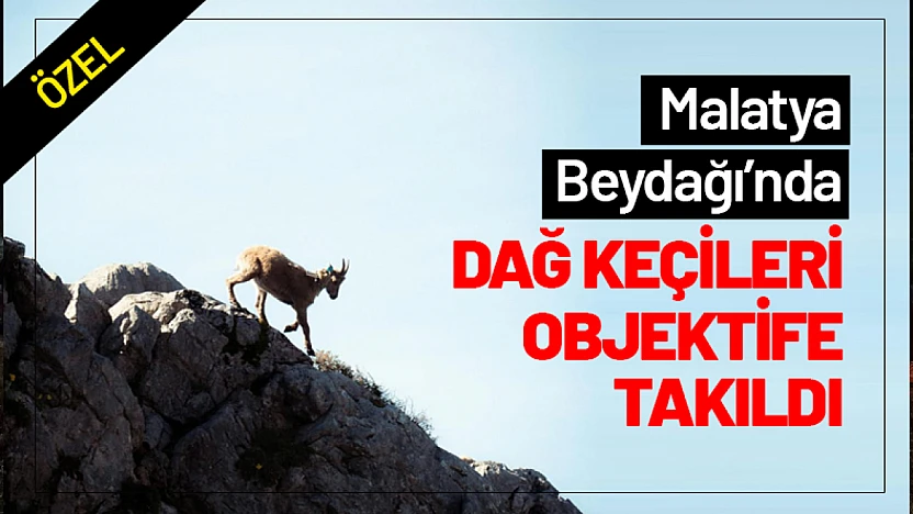 Malatya Beydağı'nda Dağ Keçileri Objektife Takıldı