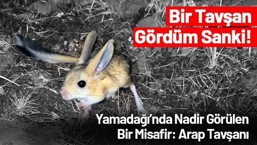 Yamadağı'nda Nadir Görülen Bir Misafir: Arap Tavşanı