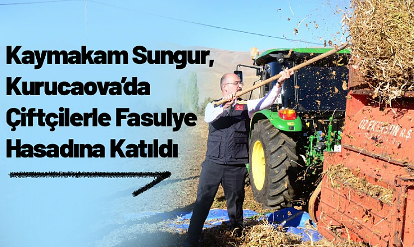 Kaymakam Sungur, Kurucaova'da Çiftçilerle Fasulye Hasadına Katıldı