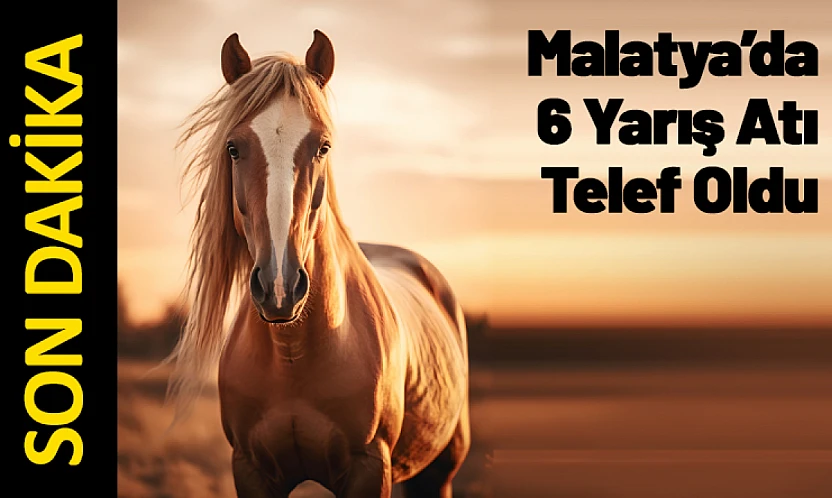 Malatya'da Yarış Atları Karayoluna Çıktı: 6 At Telef
