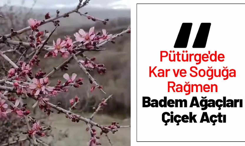 Pütürge'de Kar ve Soğuğa Rağmen Badem Ağaçları Çiçek Açtı